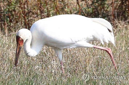 (제주=연합뉴스) 박지호 기자 = 국내에선 극히 보기 드문 희귀 철새이자 멸종 위기종인 시베리아 흰두루미가 7일 오후 제주시의 한 습지에서 먹이 활동을 하고 있다. 2016.11.7