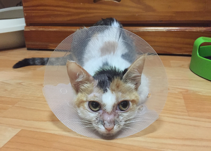 고양이 피부가 이상해요!