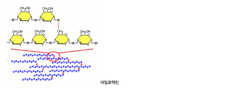 아밀로펙틴 구조