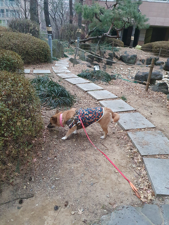 19화 제발, 강아지 똥 좀 치웁시다.