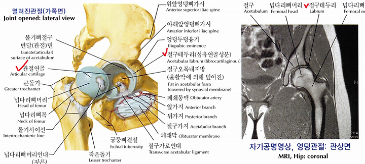 [논문을 읽자] 골반위치가 복부와 하지굴곡근 활성화에 미치는 영향 7