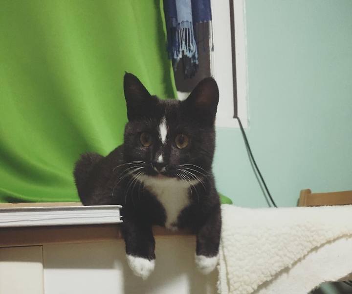 고양이 몸에서 그릉그릉하는 소리가 나요.